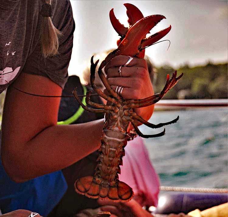 lobster